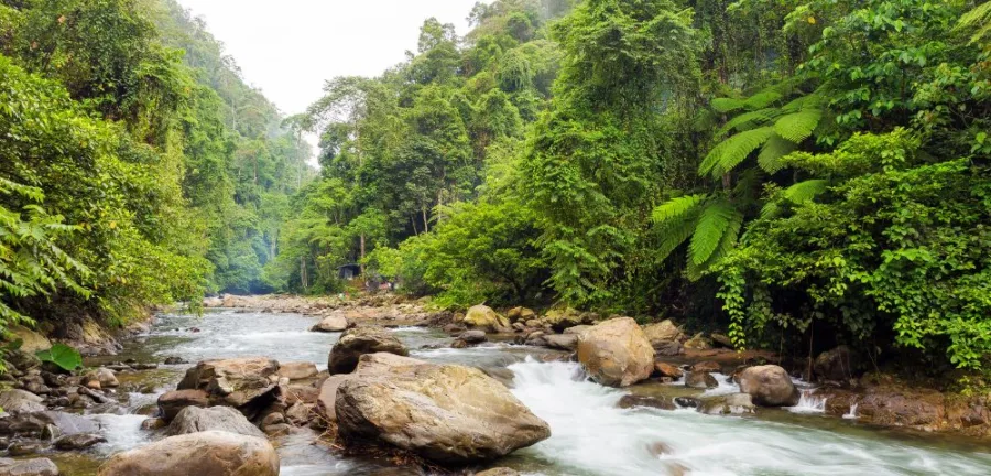 Bukit Lawang